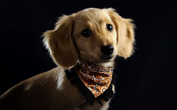 Картинка животные собаки фон взгляд