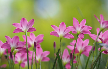 Картинка цветы зефирантесы цветение