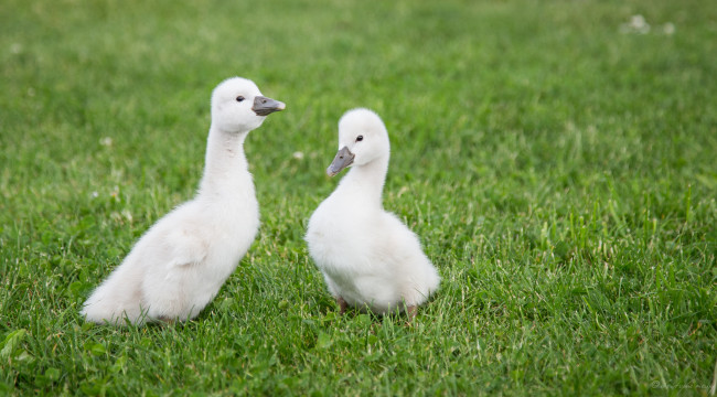 Обои картинки фото животные, лебеди, swans, small, grass, трава, маленькие
