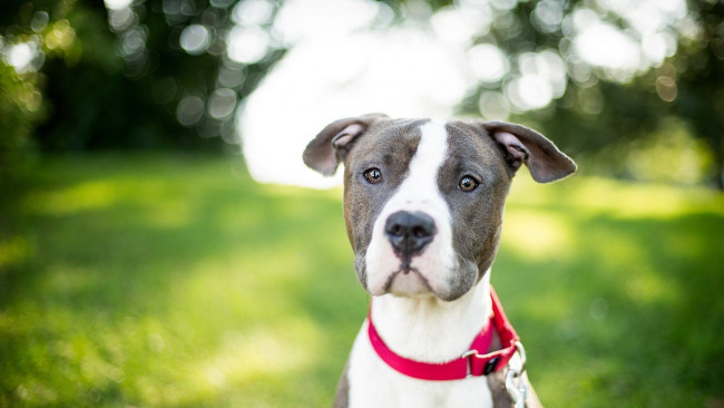 Обои картинки фото животные, собаки, взгляд