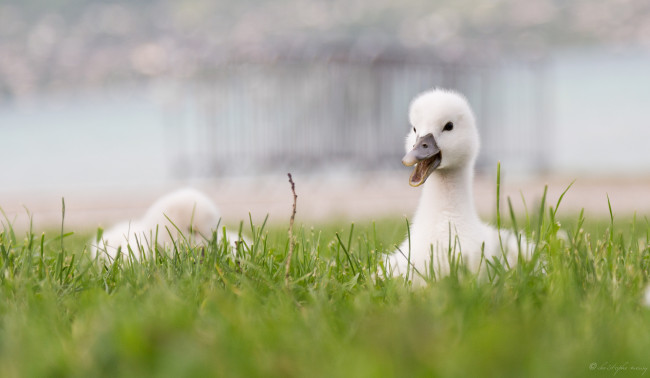 Обои картинки фото животные, лебеди, лебедь, малыш, травка