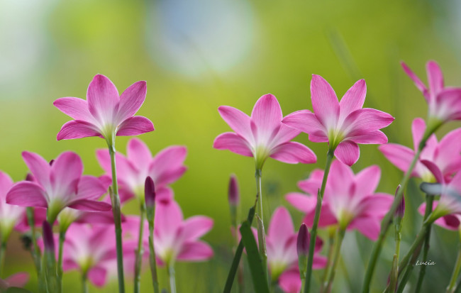 Обои картинки фото цветы, зефирантесы, цветение