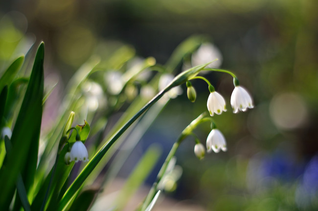 Обои картинки фото цветы, ландыши
