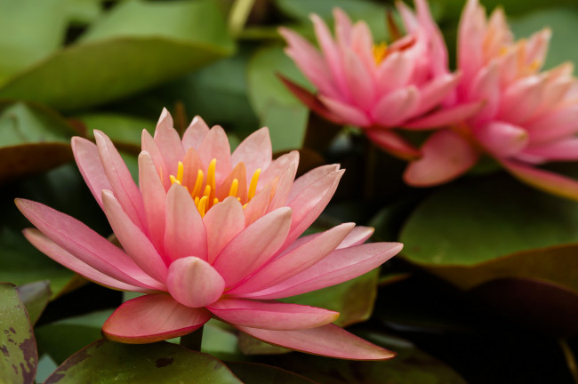 Обои картинки фото цветы, лилии водяные,  нимфеи,  кувшинки, листья, водяная, лилия, вода