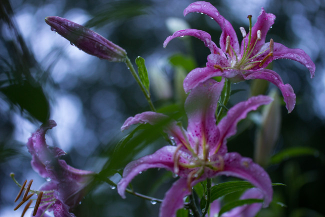 Обои картинки фото цветы, лилии,  лилейники, лилия, цветение, бутоны