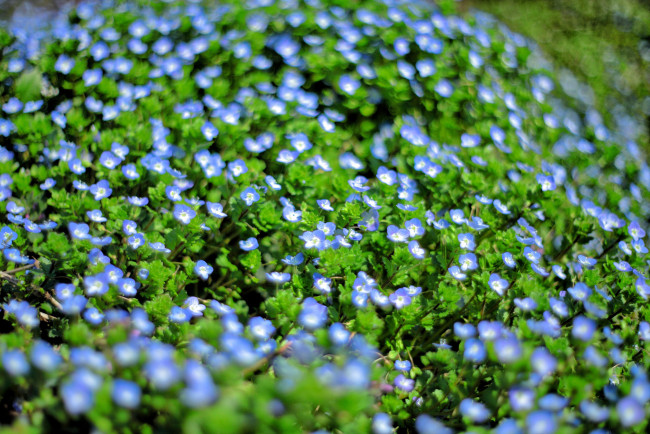 Обои картинки фото цветы, немофилы,  вероники, цветение, поле, вероника