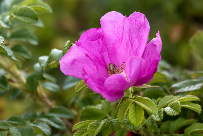 Обои картинки фото цветы, розы, цветение, роза