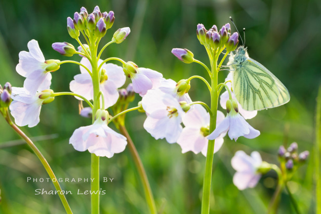 Обои картинки фото животные, бабочки, бабочка, белые, цветы