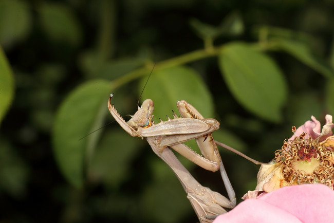 Обои картинки фото животные, богомолы, богомол, цветок, насекомое