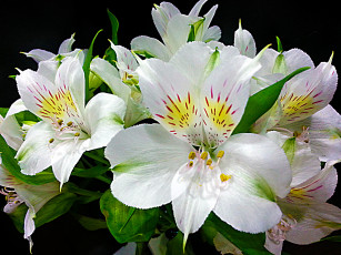 Картинка цветы   цветок