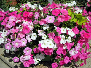 Картинка цветы петунии +калибрахоа клумба