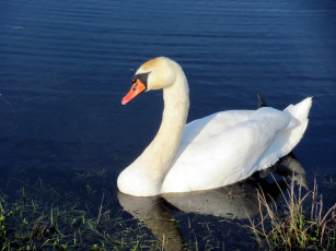 Картинка животные лебеди вода трава птица