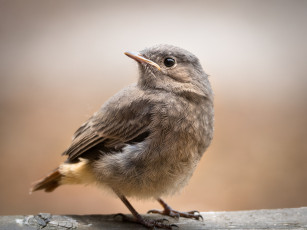 Картинка животные воробьи птичка