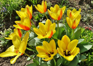 Картинка цветы тюльпаны цветок