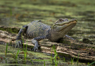 Картинка животные крокодилы крокодил