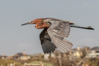 Картинка животные цапли +выпи птичка