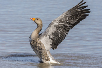 Картинка животные гуси птичка