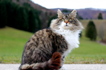 Картинка животные коты киса