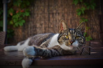 Картинка животные коты киса