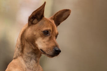 Картинка животные собаки пес