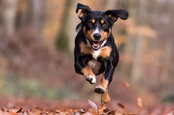 Картинка животные собаки пес