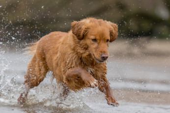 Картинка животные собаки пес