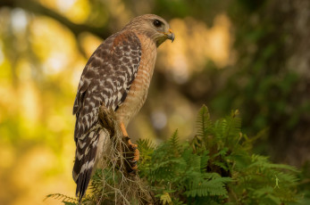 Картинка животные птицы+-+хищники птичка