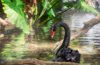 Картинка животные лебеди птичка