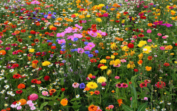 Картинка цветы разные+вместе цинни космеи васильки ромашки