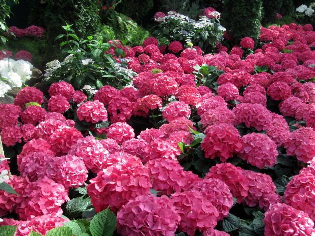Обои картинки фото цветы, гортензия, розовый