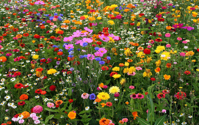 Обои картинки фото цветы, разные вместе, цинни, космеи, васильки, ромашки