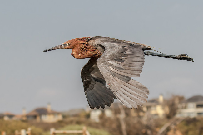 Обои картинки фото животные, цапли,  выпи, птичка