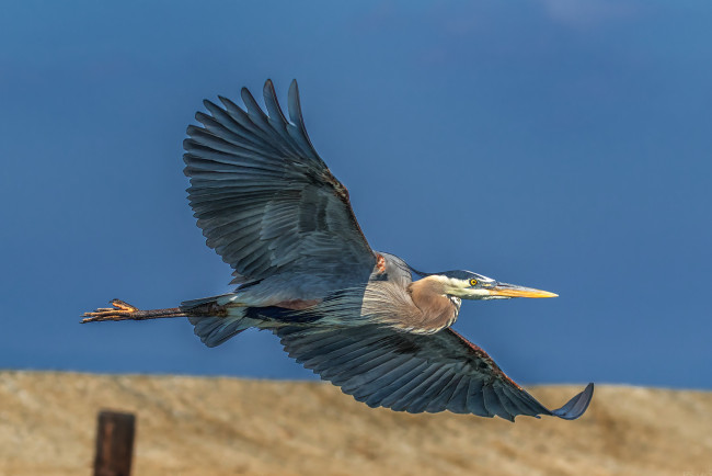 Обои картинки фото животные, цапли,  выпи, птичка