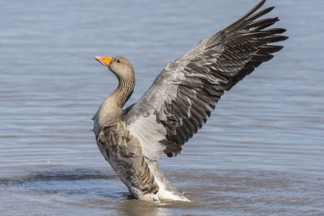 Обои картинки фото животные, гуси, птичка