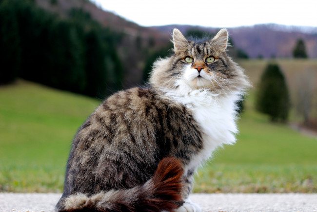 Обои картинки фото животные, коты, киса