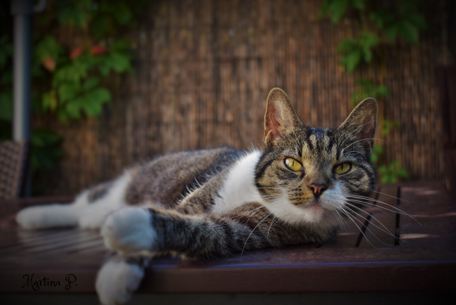 Обои картинки фото животные, коты, киса