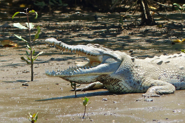 Обои картинки фото животные, крокодилы, крокодил