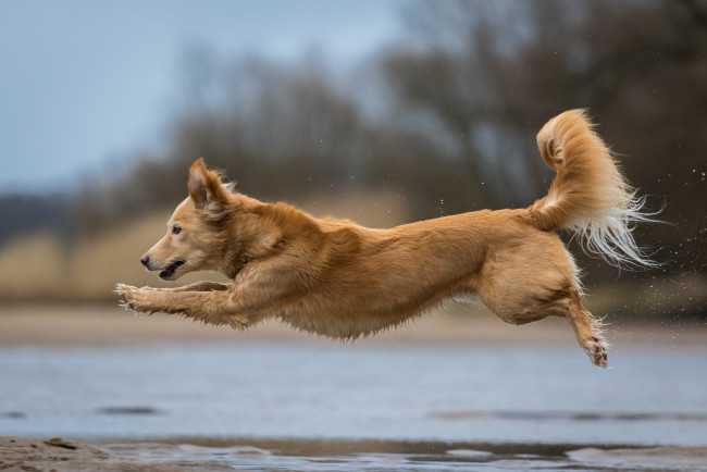 Обои картинки фото животные, собаки, пес