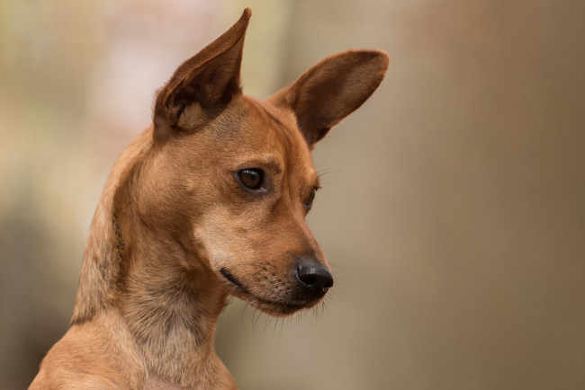 Обои картинки фото животные, собаки, пес