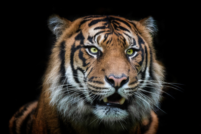 Обои картинки фото животные, тигры, хищник