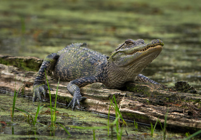 Обои картинки фото животные, крокодилы, крокодил