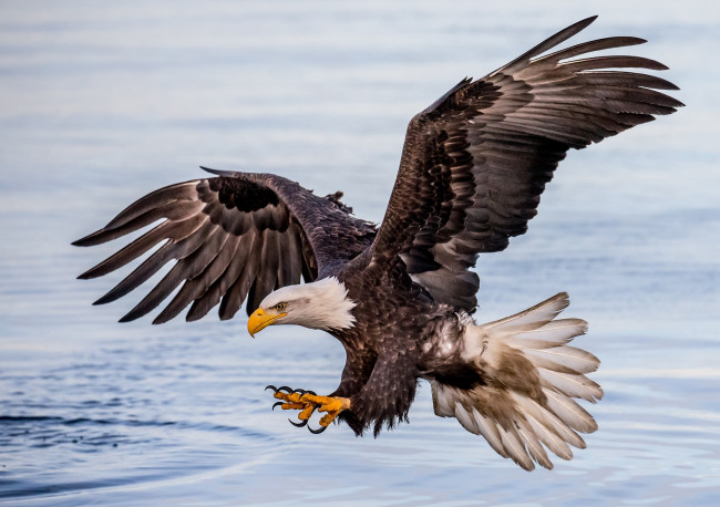 Обои картинки фото животные, птицы - хищники, птичка