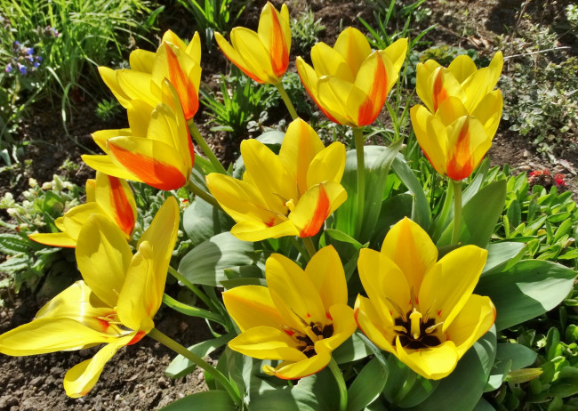 Обои картинки фото цветы, тюльпаны, цветок