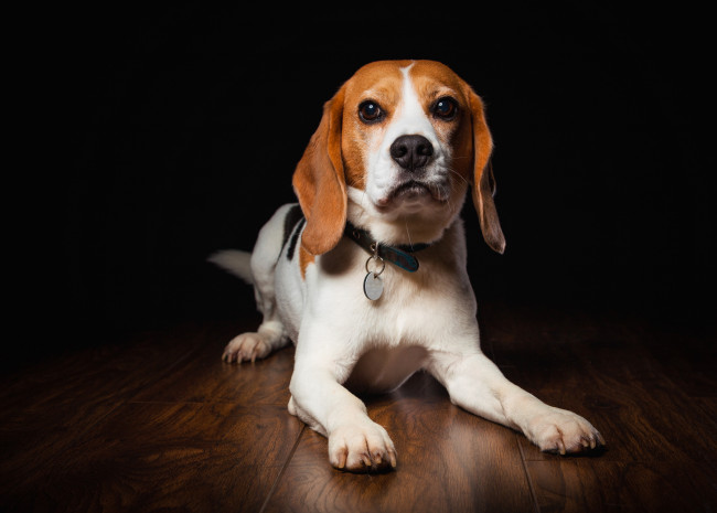 Обои картинки фото животные, собаки, пес