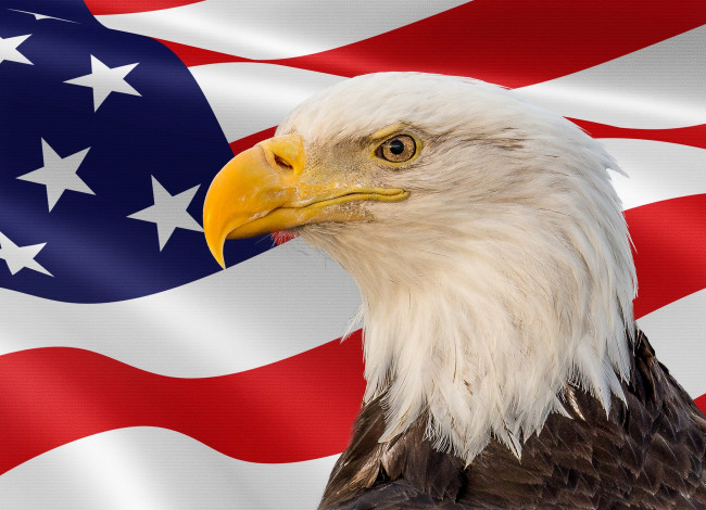 Обои картинки фото животные, птицы - хищники, птичка