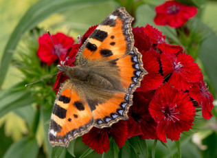 Картинка животные бабочки +мотыльки +моли бабочка