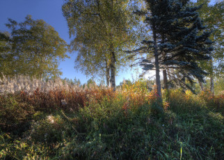 Картинка природа лес простор