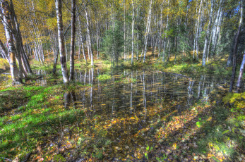 Картинка природа лес простор