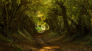 Картинка природа дороги дорога лес