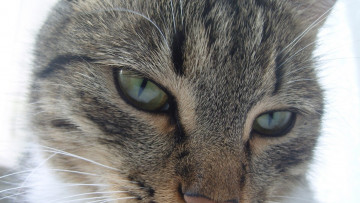 Картинка животные коты морда